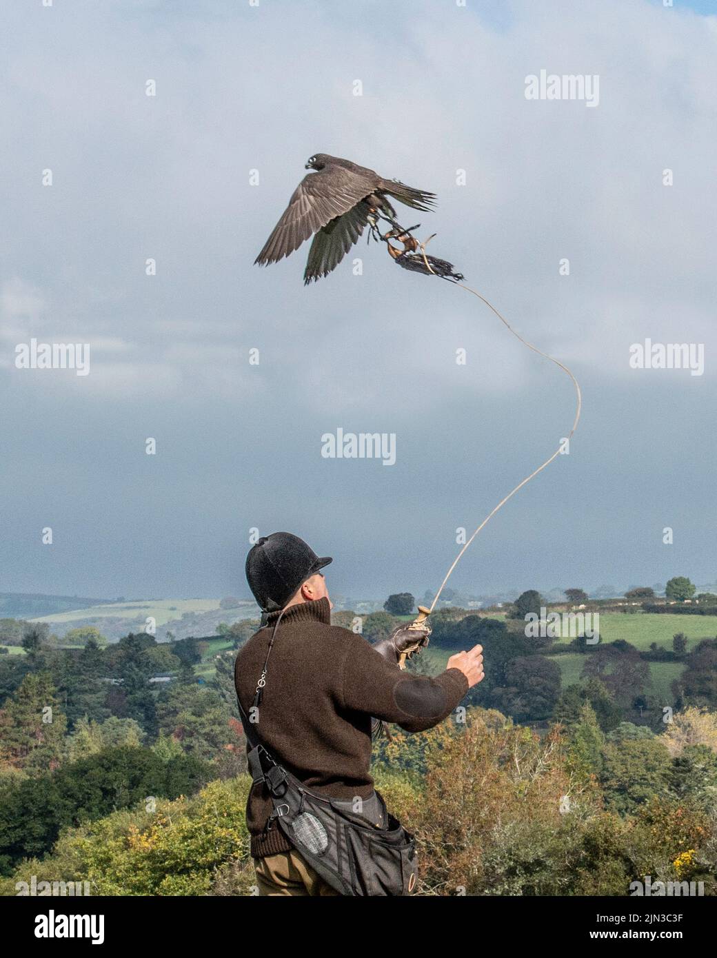 Köder, der einen Falken trainiert Stockfoto