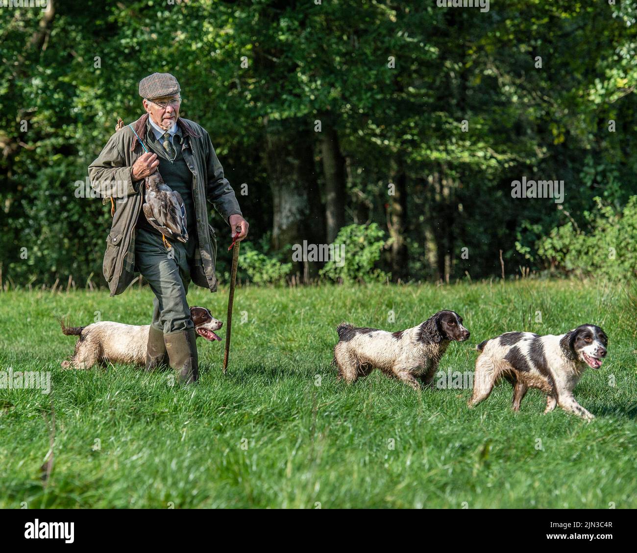 jäger mit springer Spaniel und schossen Enten Stockfoto