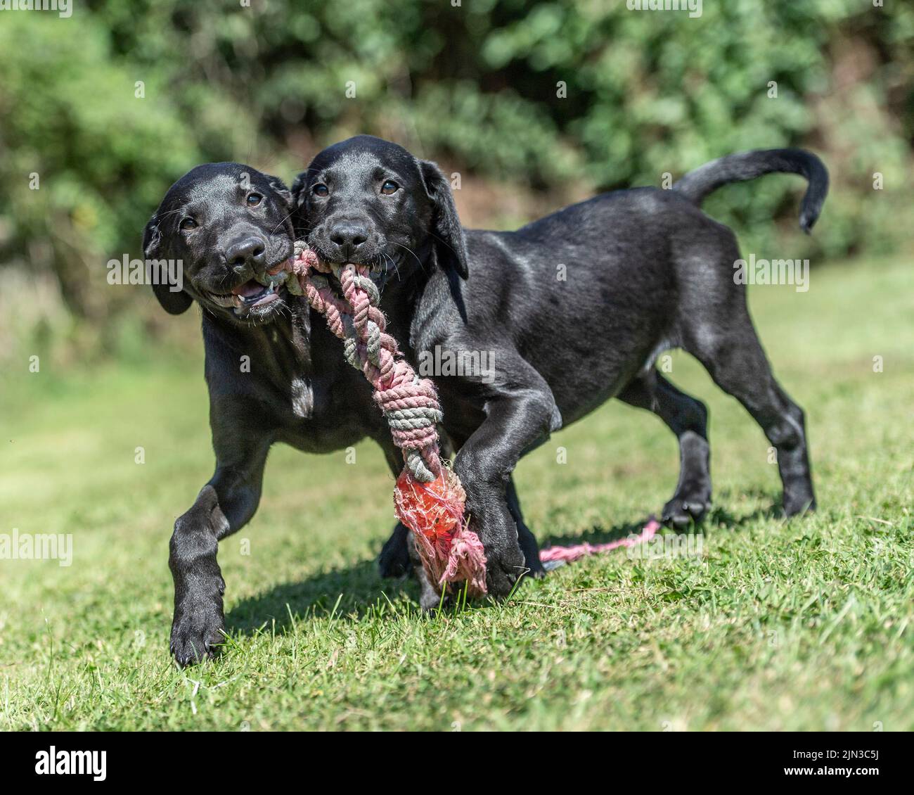 Schwarze labrador Retriever Welpen spielen mit einem Spielzeug Stockfoto