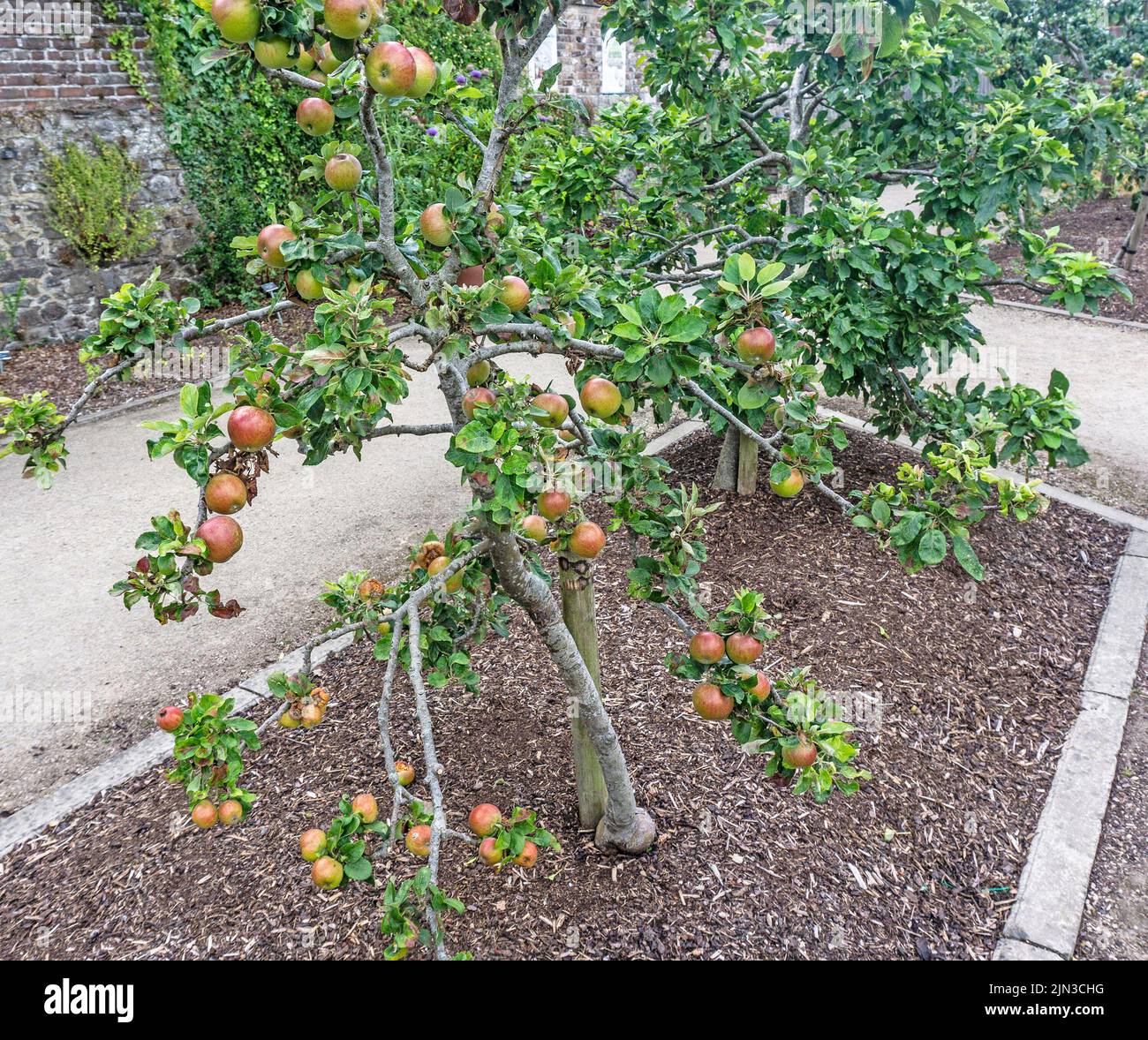 Der essbare Apfel Rosacea Malus Cevaal, der hier gezeigt wird, ist voller reifender und reifender Früchte. Stockfoto