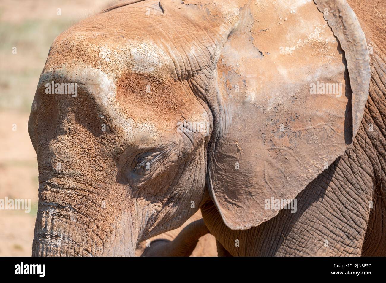 Nahaufnahme eines afrikanischen Elefanten. Hochwertige Fotos Stockfoto