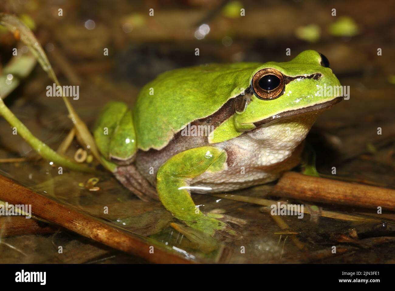 Der europäische Baumfrosch (Hyla arborea) Weibchen in einem natürlichen Lebensraum Stockfoto