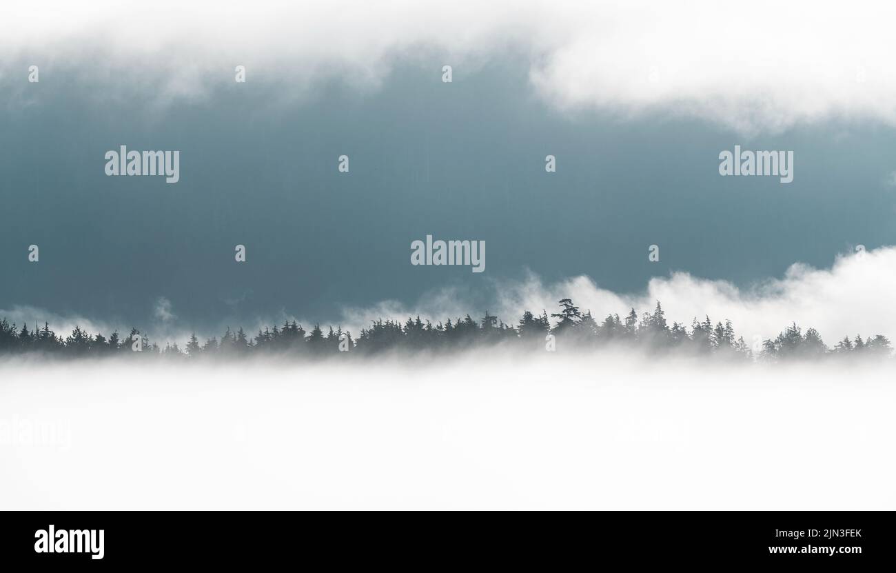 Reise durch die Wolken, Baumsilhouetten im Nebel, Tofino, Vancouver Island, British Columbia, Kanada. Stockfoto