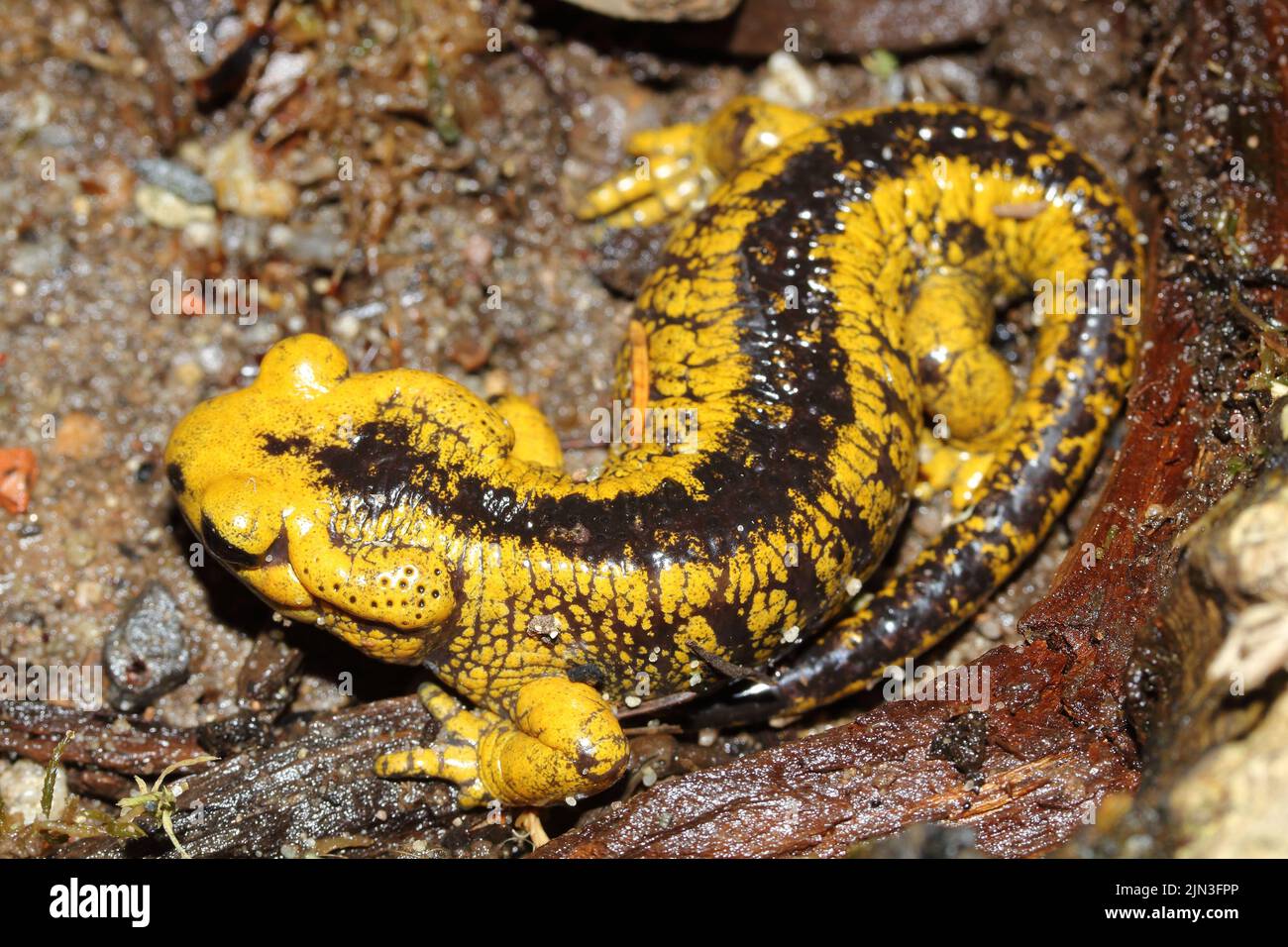 Der Feuersalamander (Salamandra salamandra alfredschmidti) in seinem natürlichen Lebensraum Stockfoto