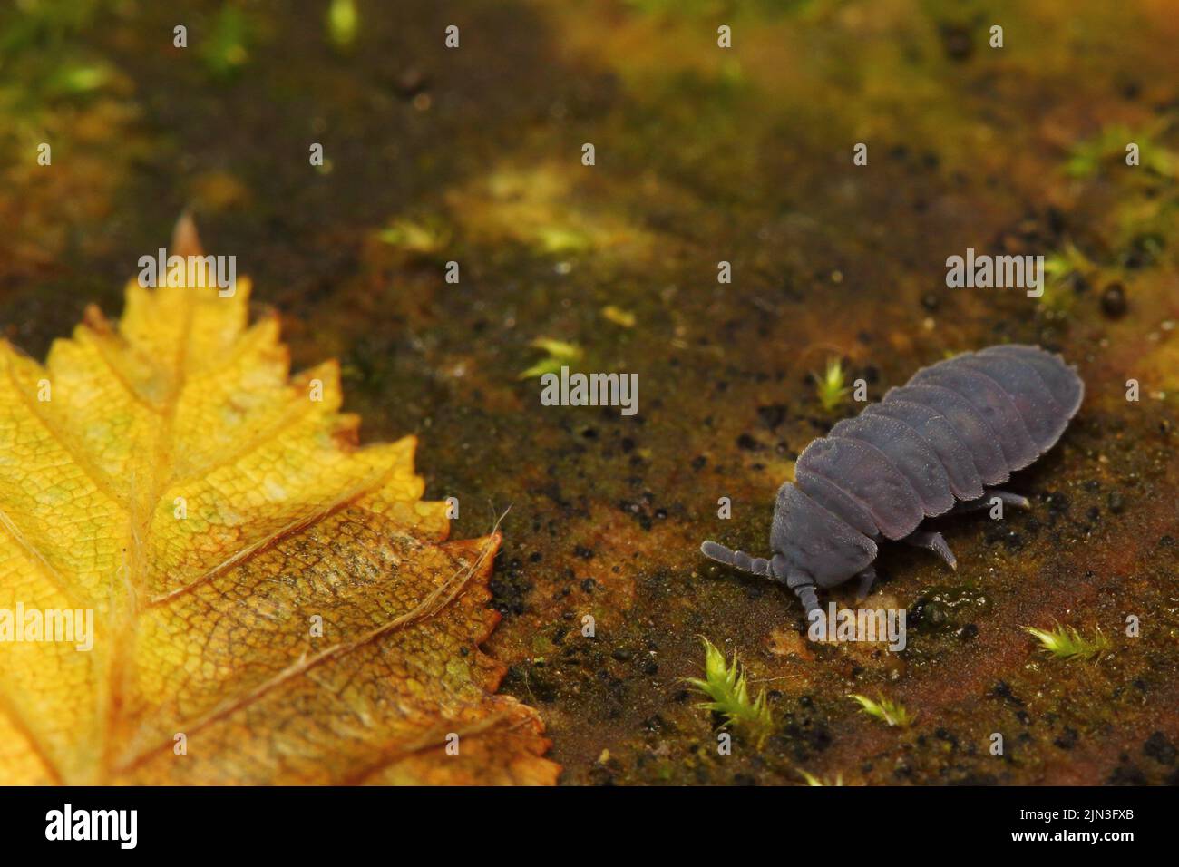 Riesiger Springschwanz (Tetrodontophora bielanensis) auf Holz mit gelbem Blatt und Elch Stockfoto