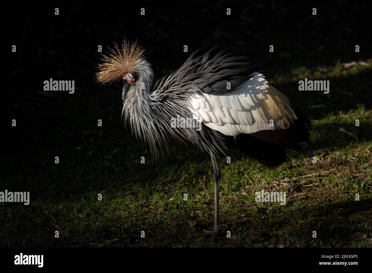 Ein rotkroniger Kranich, der auf Grasland an einem dunklen Ort steht und auf dem Sonnenlicht aufscheint Stockfoto