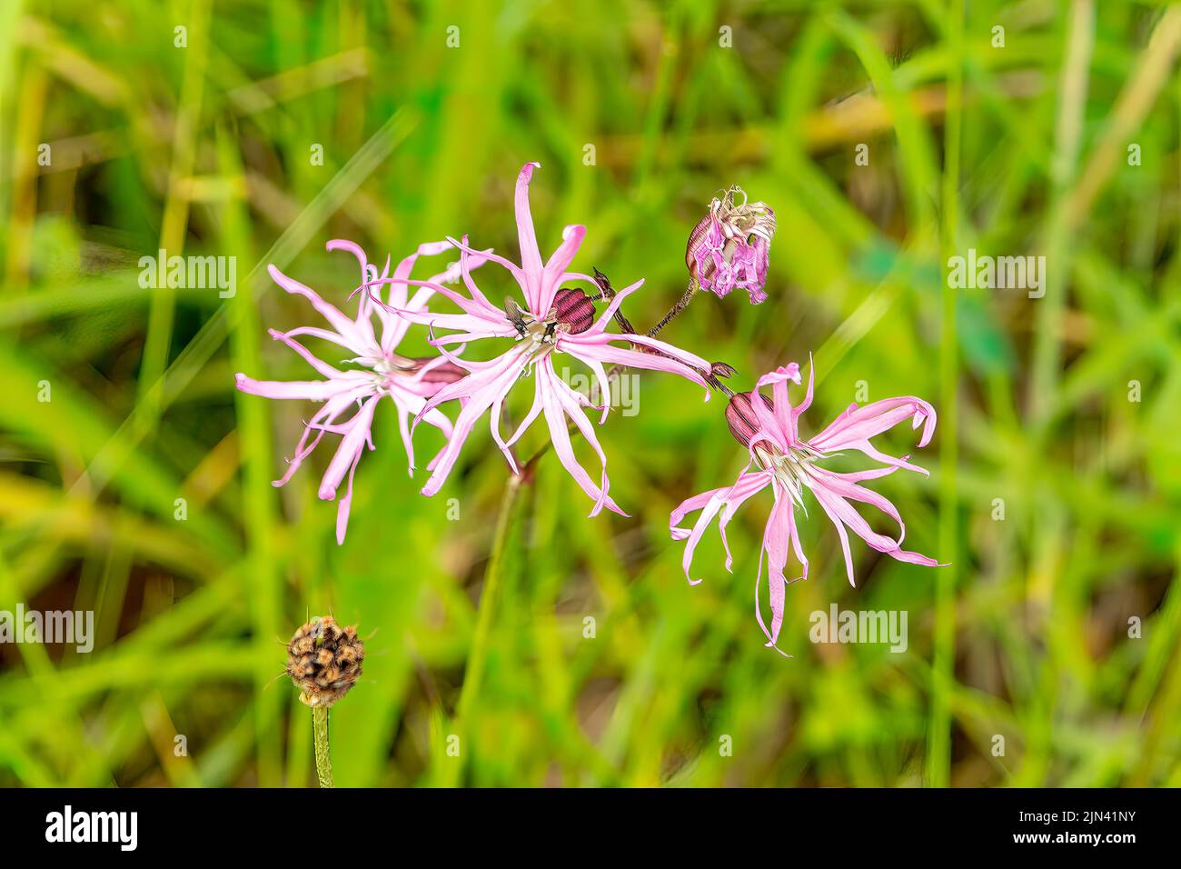 Centaurea cyanus, große rosa Kornblume Stockfoto