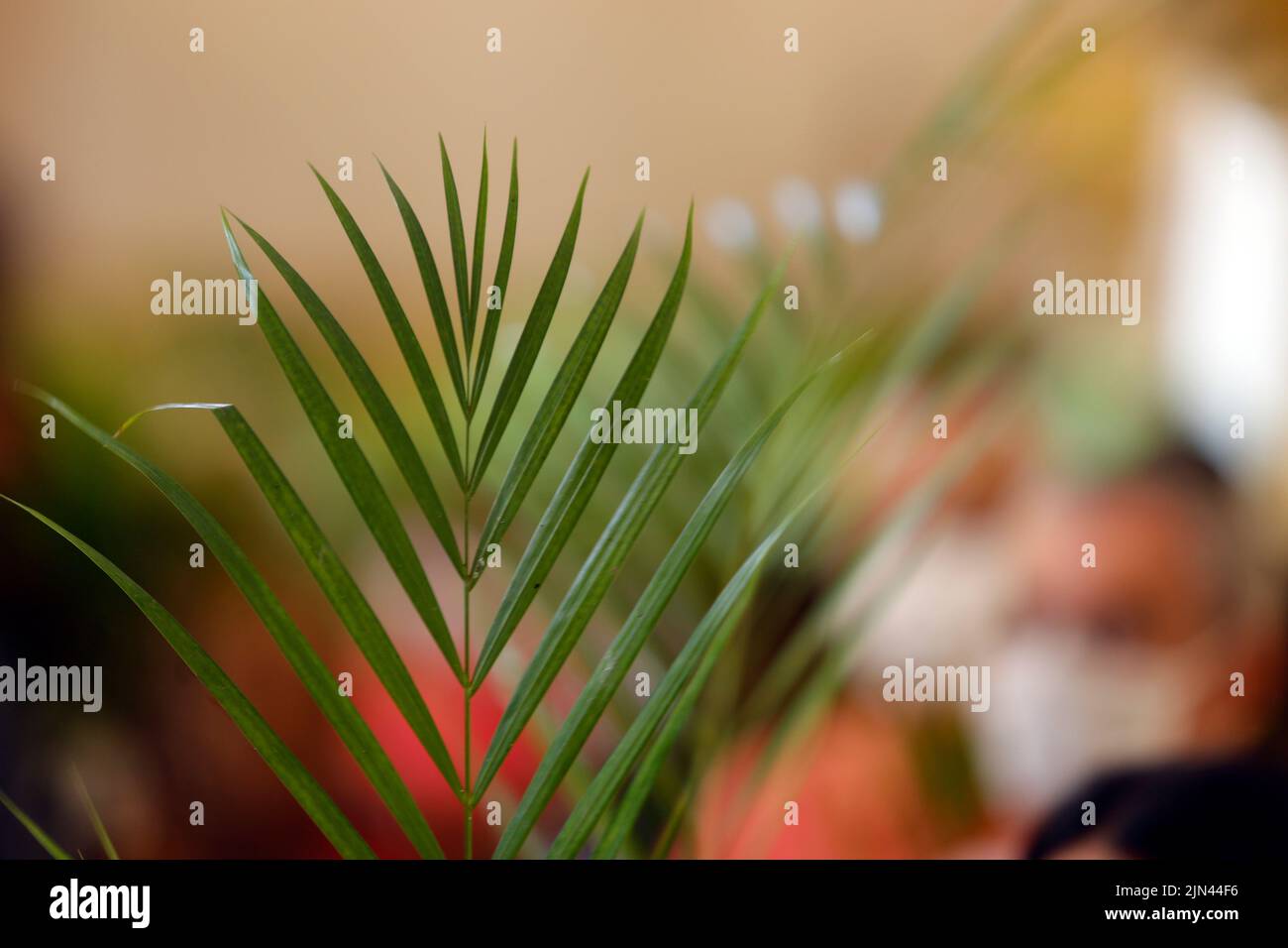 Karwoche. Verzweigdetails. Traditionelle katholische Feier Palmsonntag. Christlicher Glaube. Religiöses Symbol. Stockfoto