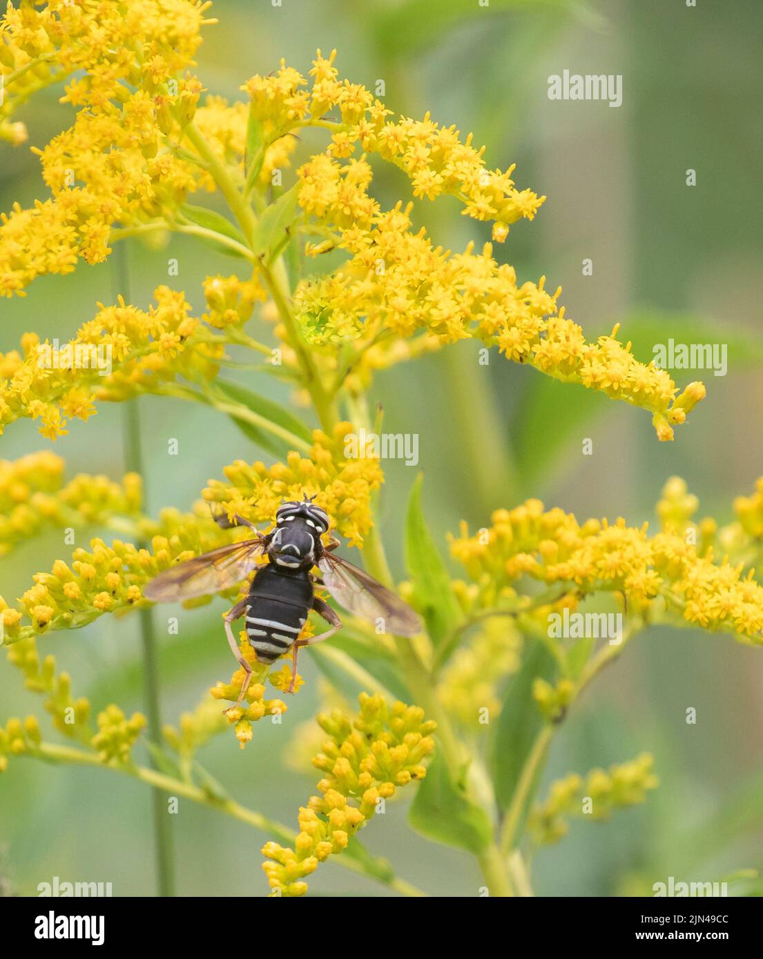 Ein kahl-gesichtes Hornet auf einer hellen Goldrutenpflanze Stockfoto