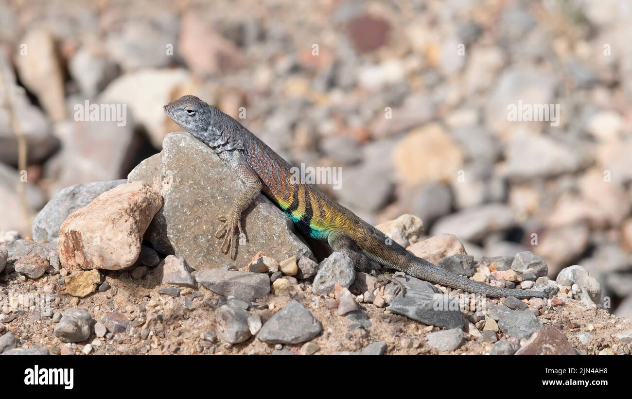 Greater Earless Lizard, Leasburg (Las Cruces) Slot Canyon, New Mexico, USA Stockfoto