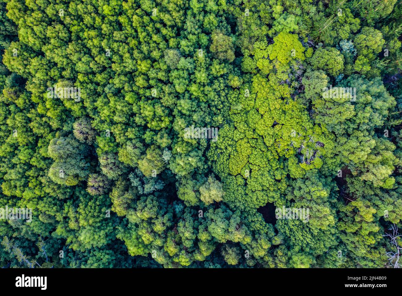 Komm, verirrte dich in der Schönheit von allem. High-Angle-Aufnahme eines wunderschönen grünen und üppigen Waldes. Stockfoto