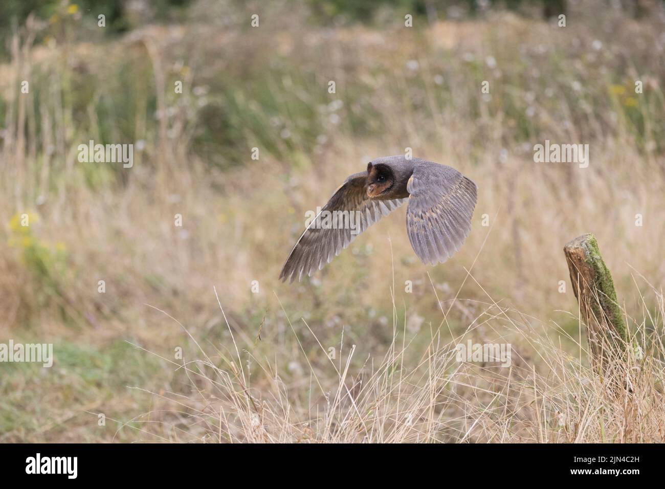 Stallkauz Tyto alba, melanistische Phase, Erwachsenenflug, Suffolk, England, September, kontrollierte Bedingungen Stockfoto
