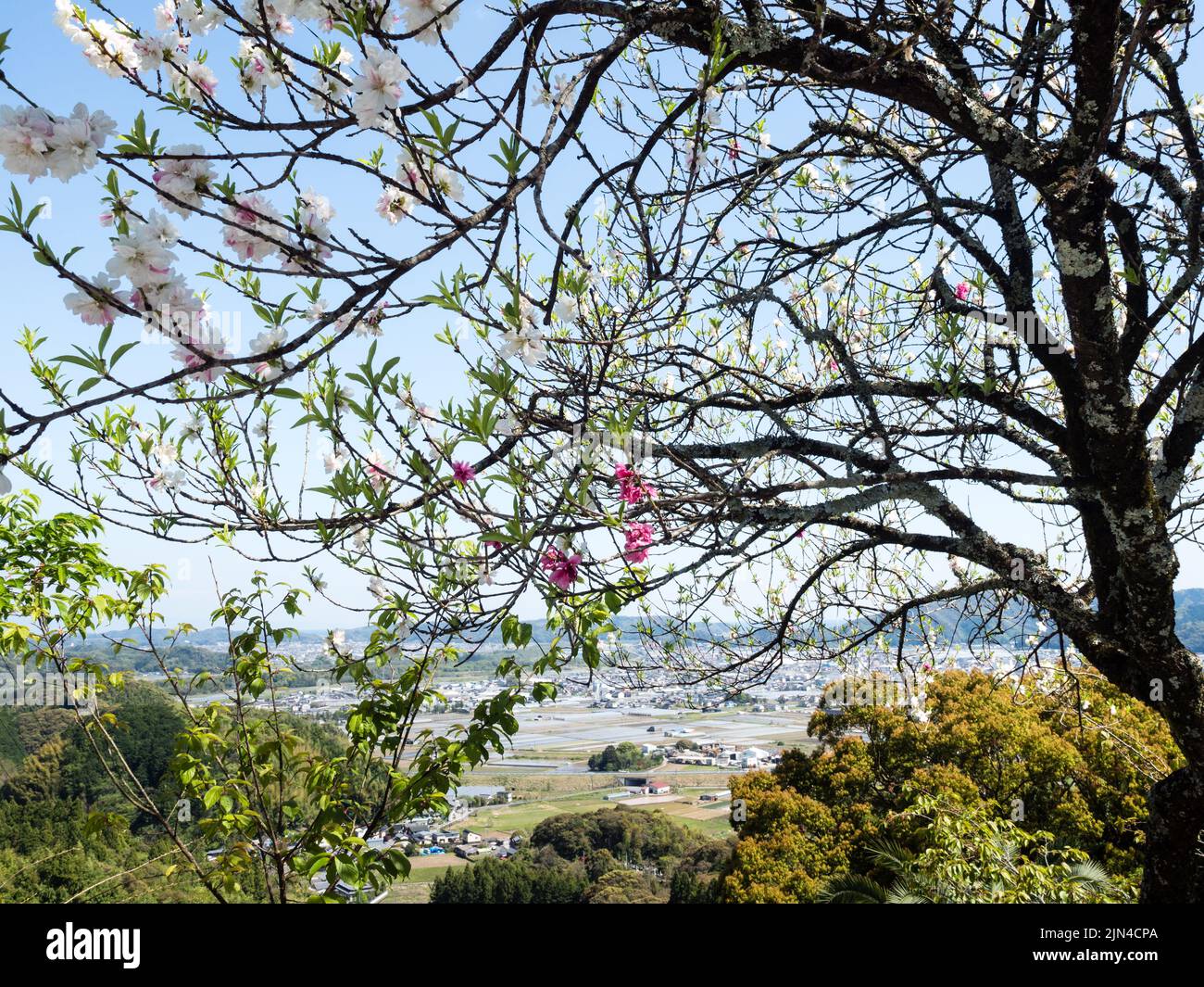 Kirschbäume blühen bei Kiyotakiji, Tempel Nummer 35 der Shikoku Pilgerfahrt Stockfoto