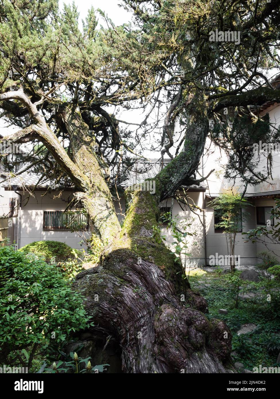 Alter Wachstumsbaum in einem japanischen Garten Enkoji, Tempel Nummer 39 der Shikoku Wallfahrt - Kochi Präfektur, Japan Stockfoto