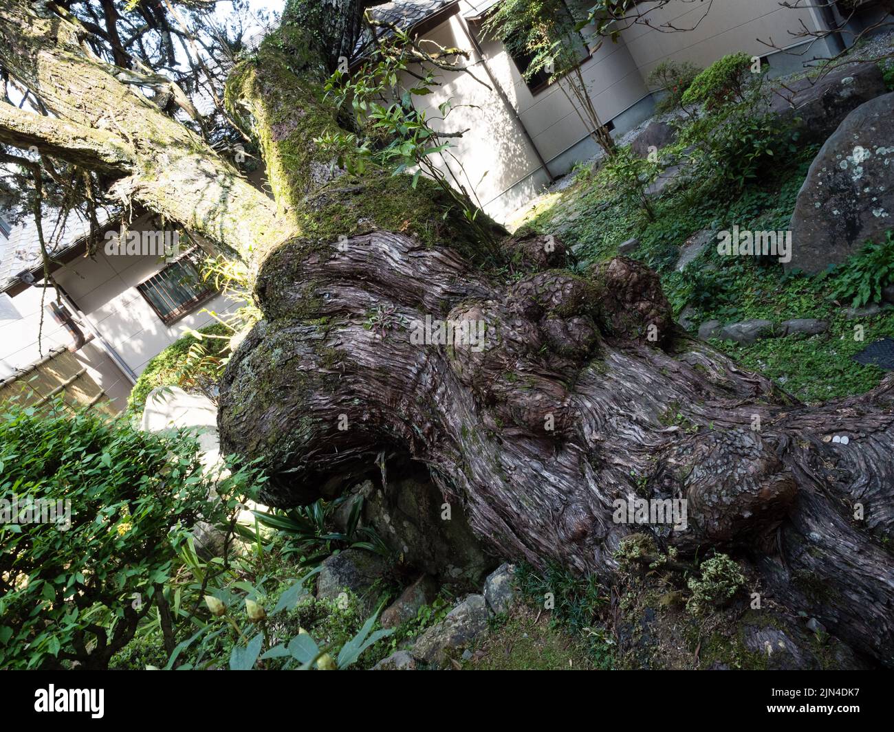 Alter Wachstumsbaum in einem japanischen Garten Enkoji, Tempel Nummer 39 der Shikoku Wallfahrt - Kochi Präfektur, Japan Stockfoto