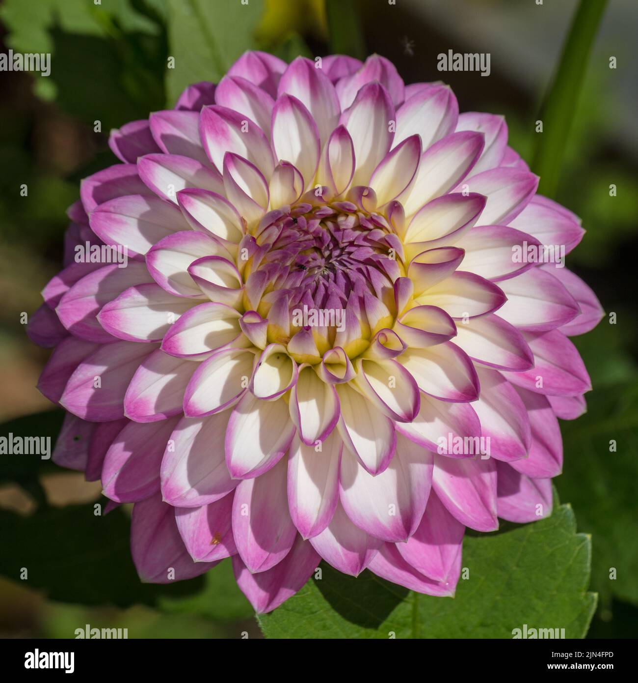 „Arbatax“ formell Dekorative Dahlien, Dekorativdahlien (Dahlien x Hortensis) Stockfoto