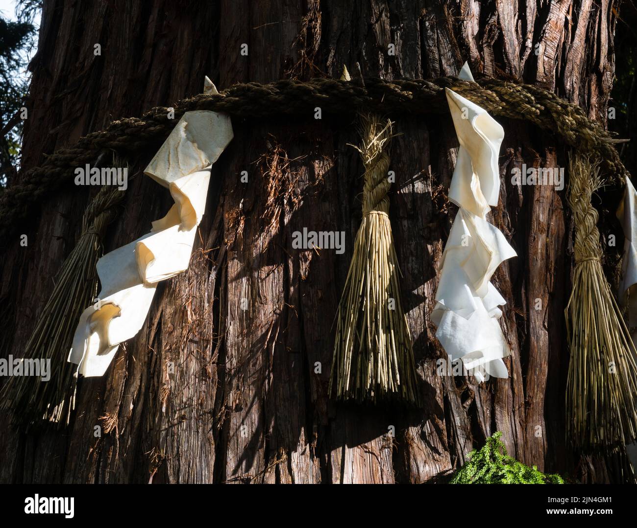 Heiliger Baum auf dem Gelände von Suwa Taisha Shimosha Akimiya, einem der vier Schreine im Suwa Grand Shrine Komplex - Präfektur Nagano, Japan Stockfoto