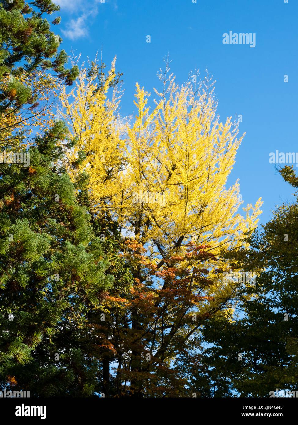 Goldener Ginkgo-Baum auf dem Gelände von Suwa Taisha Shimosha Akimiya im Herbst - Suwa Grand Shrine, Präfektur Nagano, Japan Stockfoto