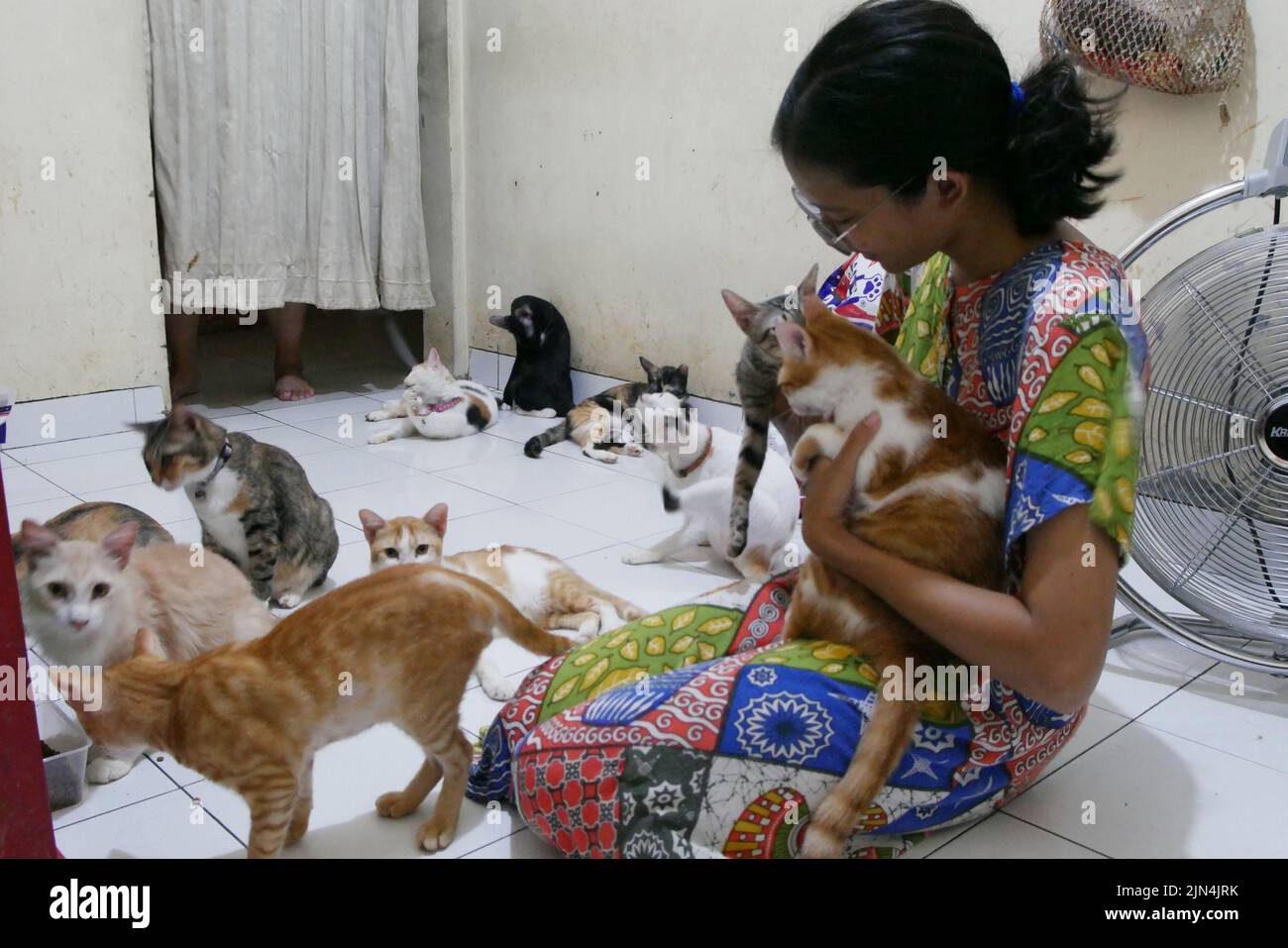Pondok Kopi, Jakarta, Indonesien. 8. Aug, 2022. Frau lebt Seite an Seite mit mehr als 20 streunenden Katzen in ihrem Haus in Jakarta am 9. August 2022. Die meisten geretteten streunenden Katzen waren krank, so dass sie durch Reinigung aufgenommen und gepflegt wurden. Katzen und regelmäßige Behandlung, damit Katzen wieder normal leben können. Derzeit machen viele Menschen Katzen zu Freunden, weil die Gesichter von Katzen für den Menschen von Belang sind, wie die Gesundheit, Schönheit und Entwicklung von Katzen, Nicht nur reinrassige Katzen, sondern auch wilde Katzen werden auch behandelt, weil streunende Katzen ein adaptives Immunsystem haben. Stockfoto