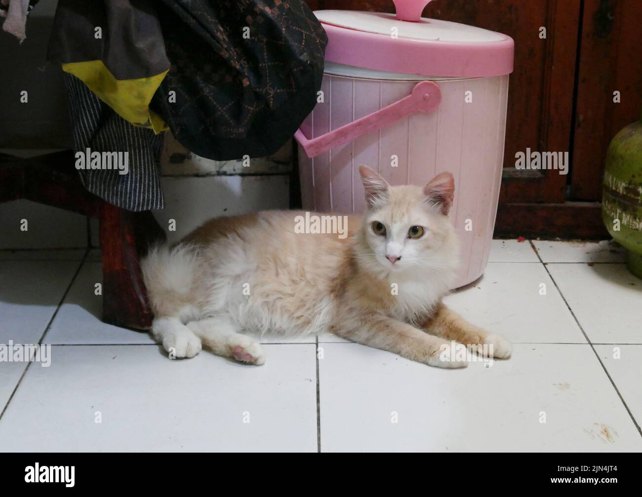 Pondok Kopi, Jakarta, Indonesien. 8. Aug, 2022. Frau lebt Seite an Seite mit mehr als 20 streunenden Katzen in ihrem Haus in Jakarta am 9. August 2022. Die meisten geretteten streunenden Katzen waren krank, so dass sie durch Reinigung aufgenommen und gepflegt wurden. Katzen und regelmäßige Behandlung, damit Katzen wieder normal leben können. Derzeit machen viele Menschen Katzen zu Freunden, weil die Gesichter von Katzen für den Menschen von Belang sind, wie die Gesundheit, Schönheit und Entwicklung von Katzen, Nicht nur reinrassige Katzen, sondern auch wilde Katzen werden auch behandelt, weil streunende Katzen ein adaptives Immunsystem haben. Stockfoto