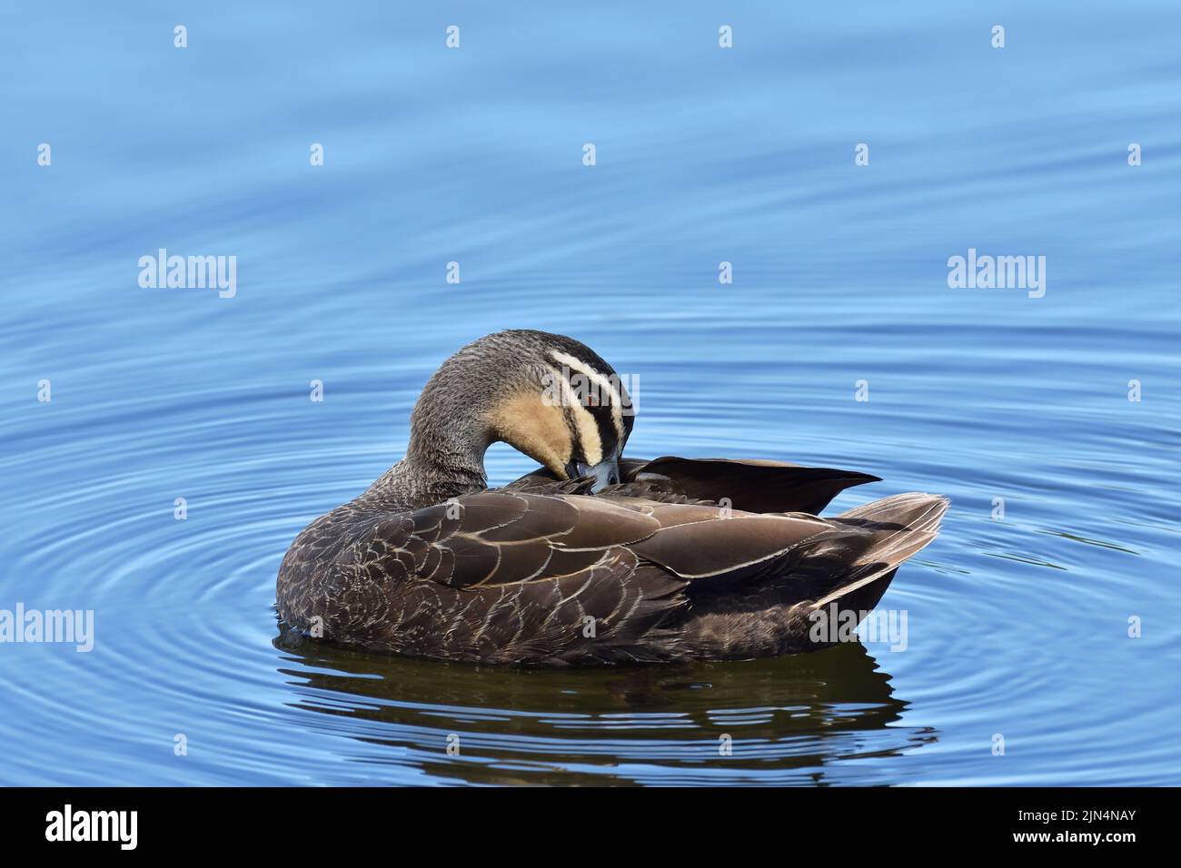 Ein australischer anas superciliosa in einem lagunenfoto Fotos und