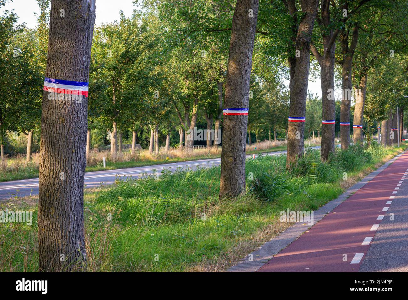 Die Bäume werden mit den Farben der umgekehrten niederländischen Flagge verputzt, als Zeichen des Protests der Bauern gegen die Stickstoffpolitik der niederländischen Regierung. Stockfoto