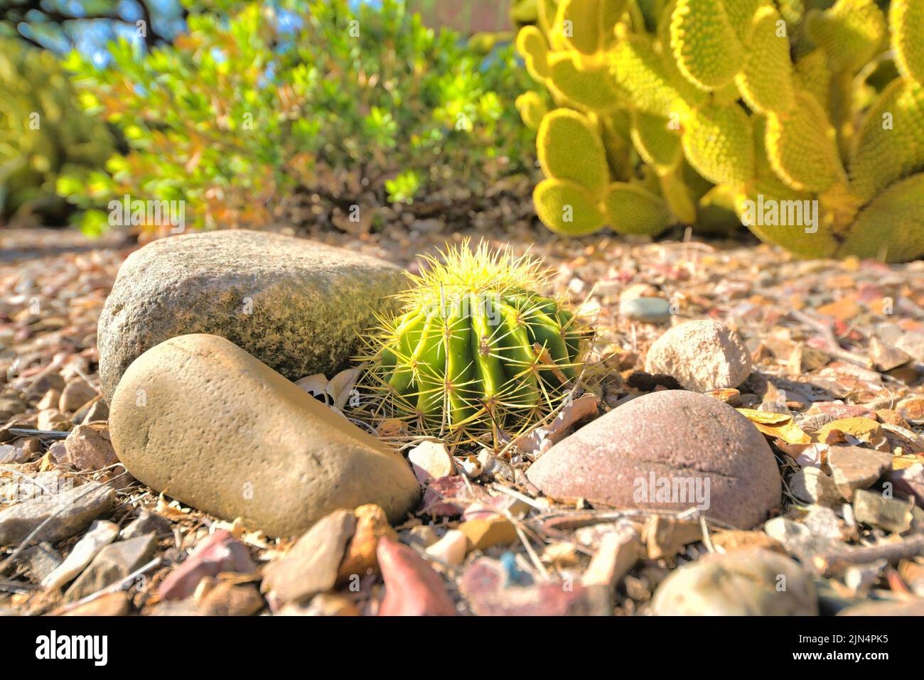 Kakteen hasenohren -Fotos und -Bildmaterial in hoher Auflsung  Alamy