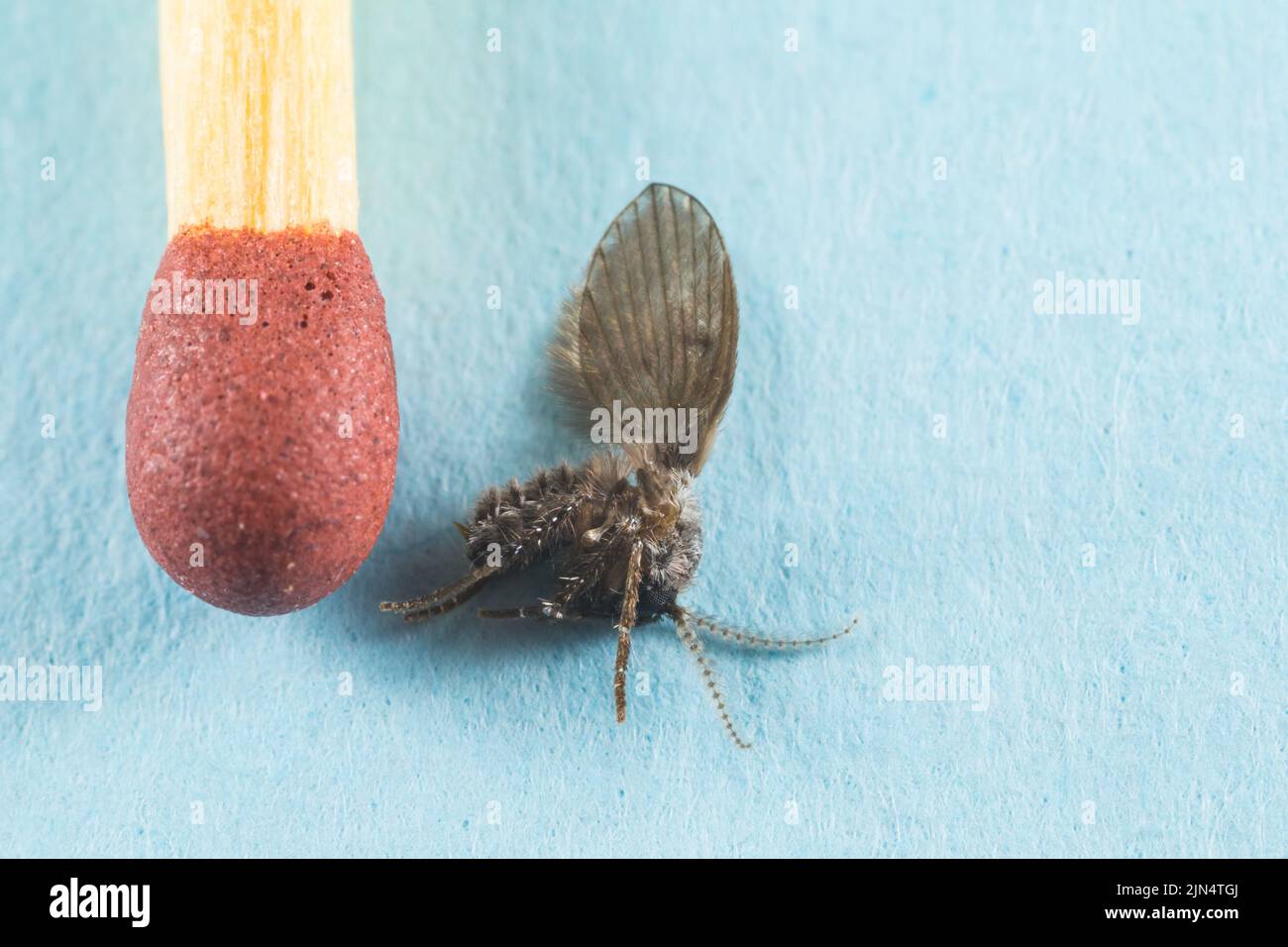 Abflussfliege (Clogmia albipunctata) Stockfoto