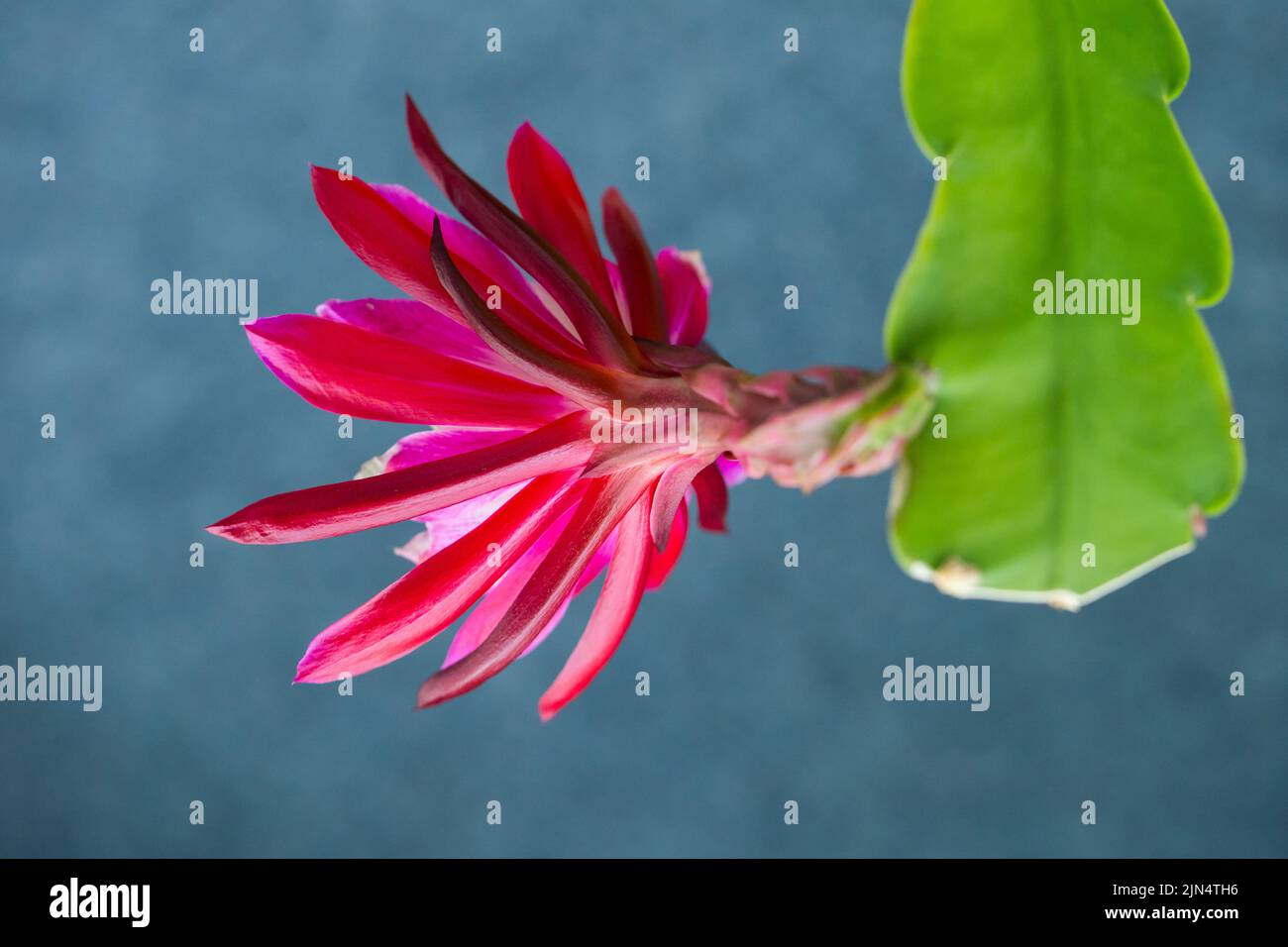 Epiphyllum „Clown“ (epiphytische Orchideenkakteen) Stockfoto