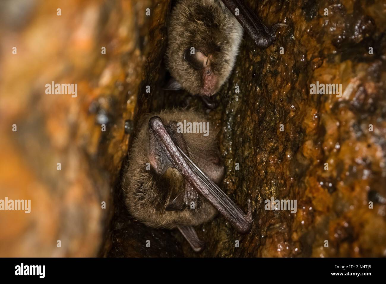 Sommerkolonie der Daubenton-Fledermäuse (Myotis daubentonii), ein Felsenloch, wildes Finnland. Stockfoto
