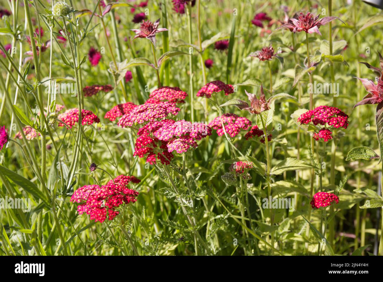 Achillea millefolium, Schafgarbe oder Gemeine Schafgarbe. Rote Blumen. Rote Samtgarbe (Achillea millefolium) Blütenkopf blühende, mehrjährige Pflanze mit Aromat Stockfoto