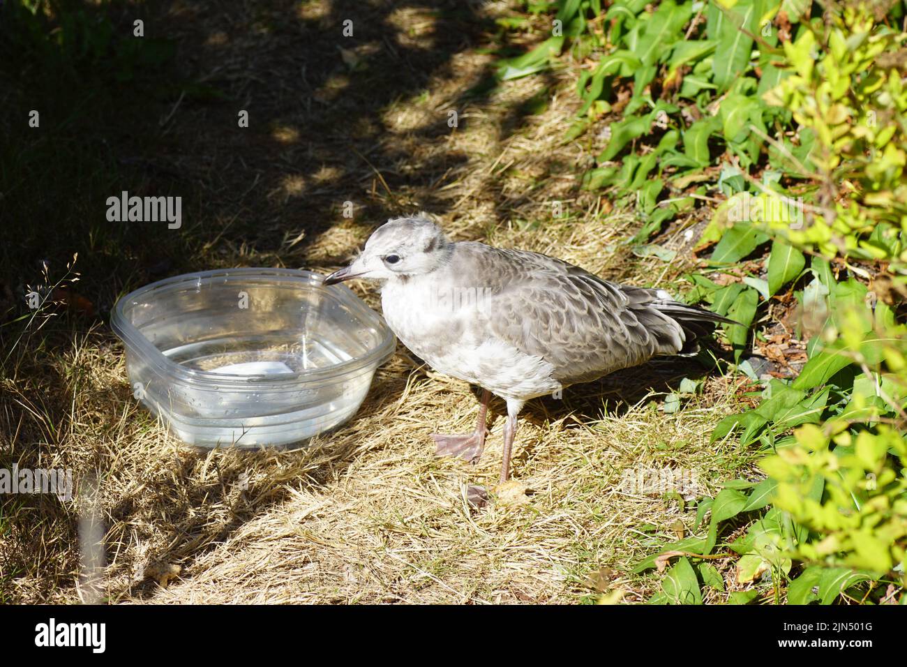Nahaufnahme einer jungen Möwe, einer Möwe oder eines Meeresmulls (Larus canus) neben einem Kunststofftablett mit Wasser auf trockenem Gras in einem holländischen Garten. Familie Laridae. Stockfoto