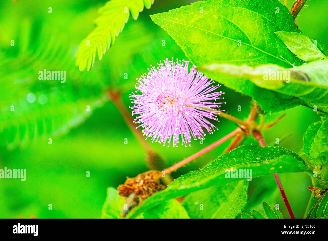 mimosa Pflanze, empfindliche Pflanze oder Putri malu oder schläfige Pflanze (Mimosa pudica) auf Parkblume von sensiblen Plan Stockfoto