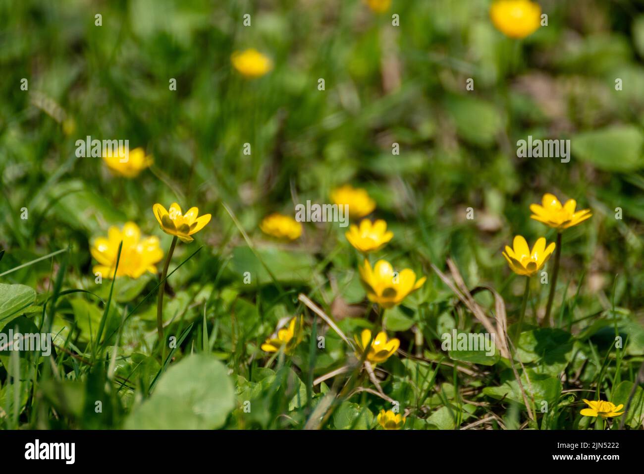 Gelbe Ficaria verna, kleinere Celandine- oder Pilewort-Blüten auf grünem Frühlingsfeld in Nahaufnahme. Selektiver Fokus auf lebendiges Blumenbelaub Stockfoto