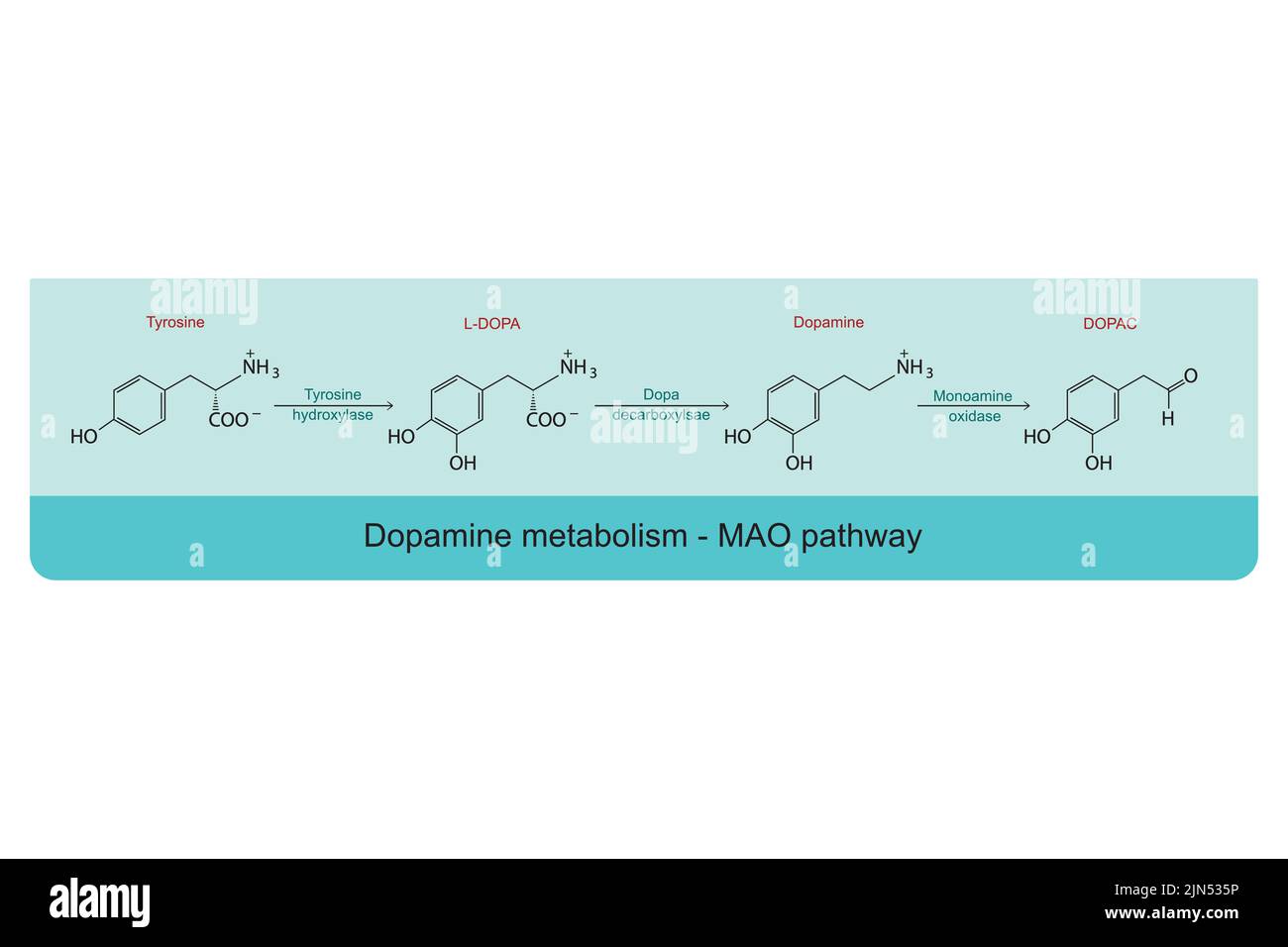 MAO (Monoaminoxidase)-Weg des Dopaminstoffwechsels - Biotransformation von Tyrosin zu L-DOPA, Dopamin und DOPAC. Infografik mit blauem Hintergrund. Stock Vektor
