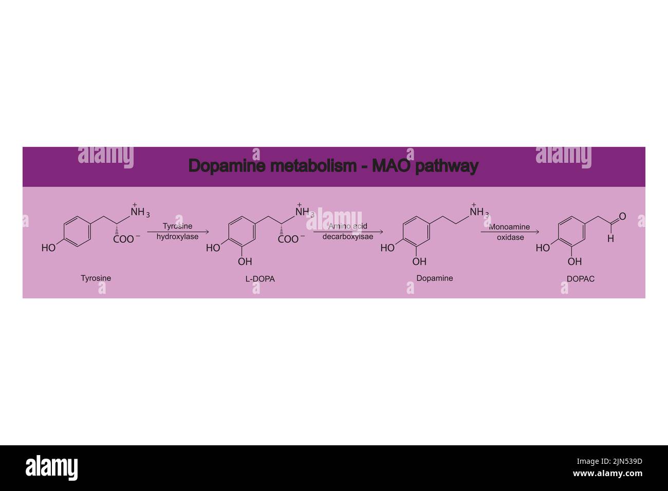 MAO (Monoaminoxidase)-Weg des Dopaminstoffwechsels - Biotransformation von Tyrosin zu L-DOPA, Dopamin und DOPAC. Infografik zu violettem Hintergrund. Stock Vektor