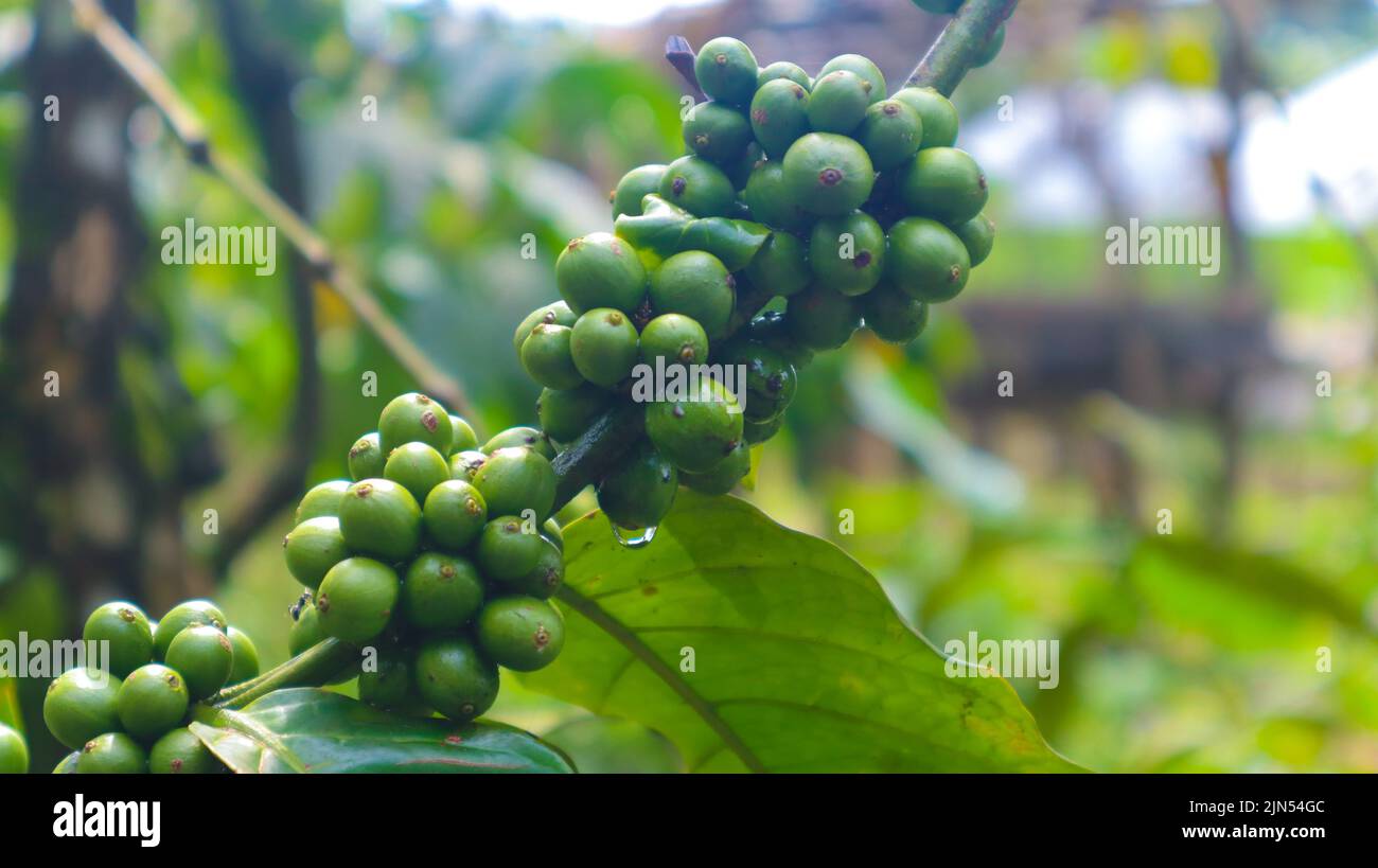 „Frische Kaffeebohnen auf einem Baum. Grüne Kaffeebohnen“ Stockfoto