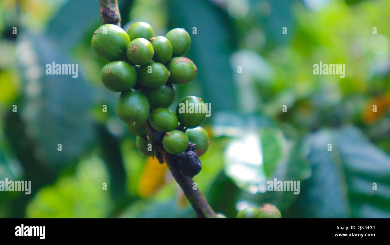 „Frische Kaffeebohnen auf einem Baum. Grüne Kaffeebohnen“ Stockfoto