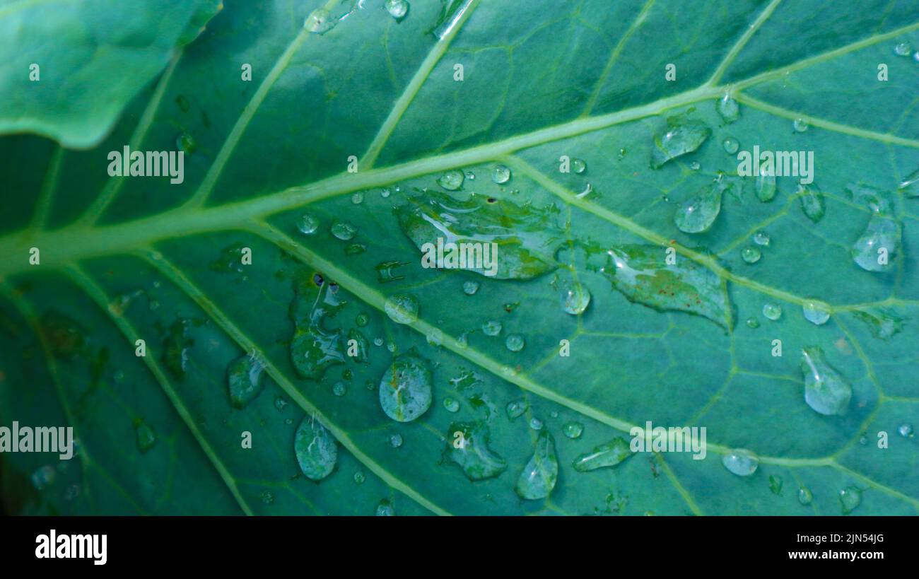Morgentau auf den Blättern. Wassertropfen am Morgen im Freien Nahaufnahme Makro, Panorama. Schönes künstlerisches Bild von Reinheit und Frische der Natur Stockfoto