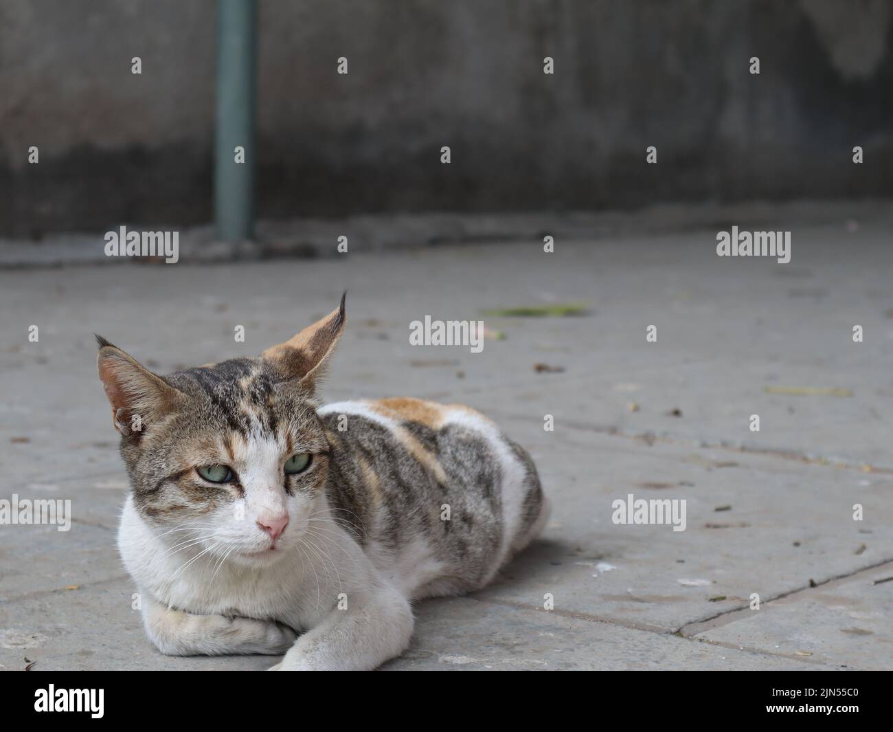 Katze posiert für das Bild Stockfoto