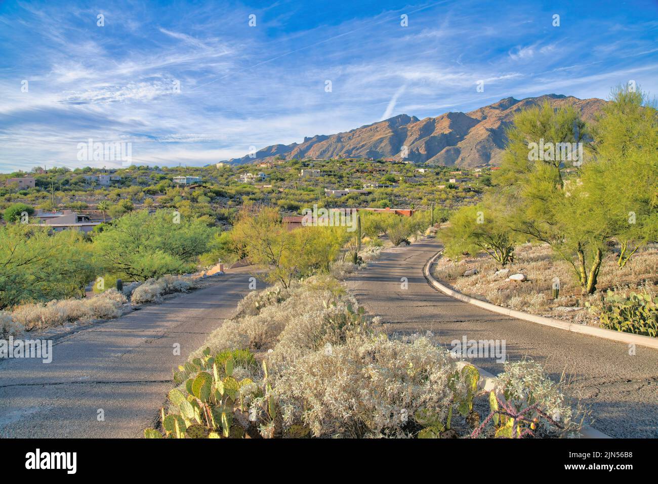 Kakteen und Sträucher in der Mitte der zweispurigen Straße in Tucson, Arizona. Zweispurige Betonstraße mit Risslinie gegen den Blick auf eine schräge Nachbarschaft Stockfoto