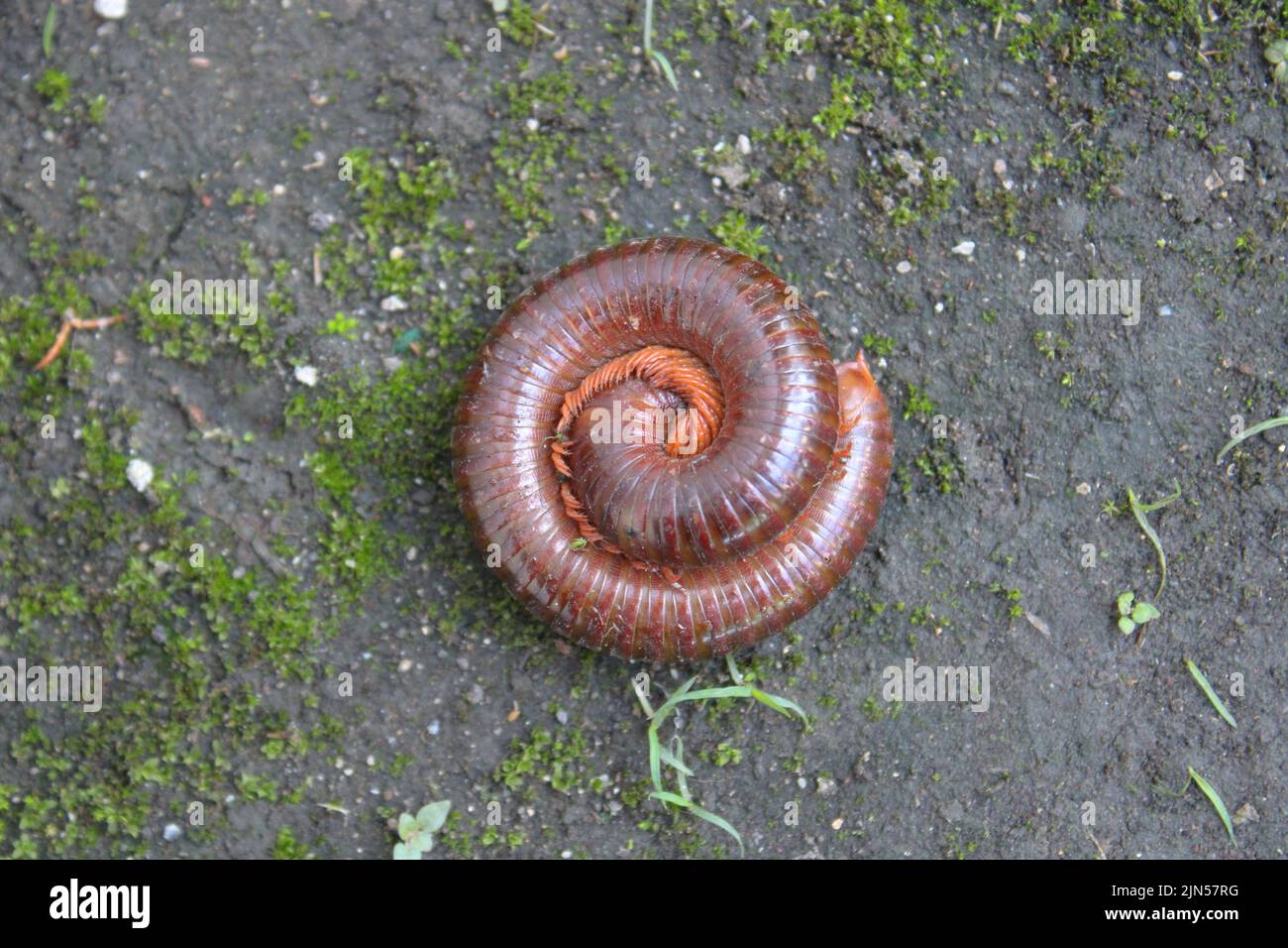 Riesiger Tausendfüßler oder Archispirostreptus gigas oder Keluwing im Garten Stockfoto