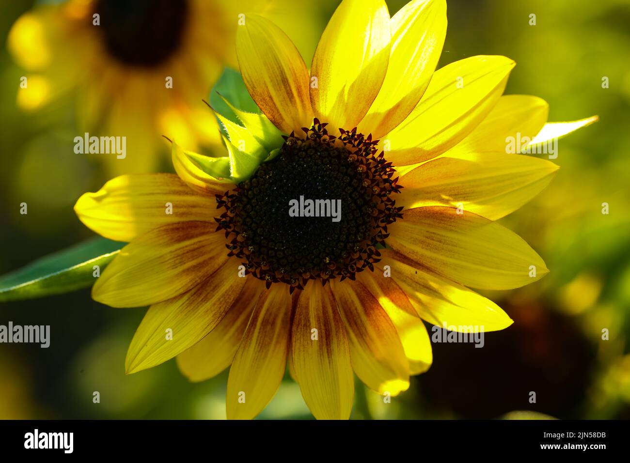 Sonnenblume in der Abendsonne, Sommerzeit, Wettervorhersage Stockfoto