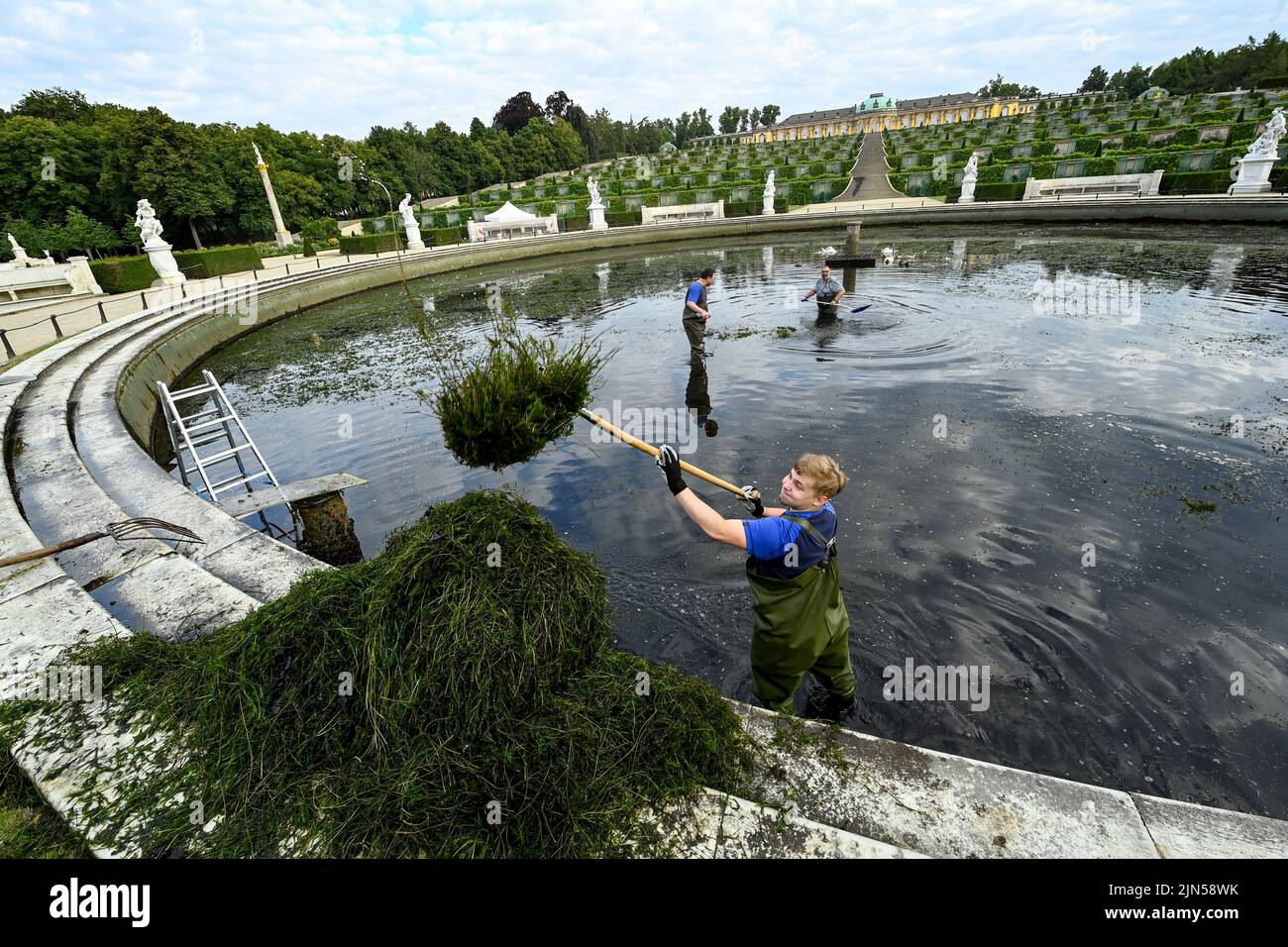 Potsdam, Deutschland. 09. August 2022. Mitarbeiter der Stiftung Preußische Schlösser und Gärten entfernen das Algenwachstum aus dem Wasserbecken des Großen Brunnens im Park Sanssouci, das hauptsächlich aus Meerjungfrauen-Unkraut und Wasserpflanzen besteht. Im Vordergrund hebt Denis Kriszik sie heraus. Normalerweise geschieht dies einmal im Jahr, wenn das Wasser ebenfalls vollständig abgelassen wird. In den letzten Jahren hat sich das Wachstum durch Sonnenlicht und die Nutzung von Wasser aus der Havel erhöht, so dass eine weitere Reinigung notwendig ist. Quelle: Jens Kalaene/dpa/Alamy Live News Stockfoto