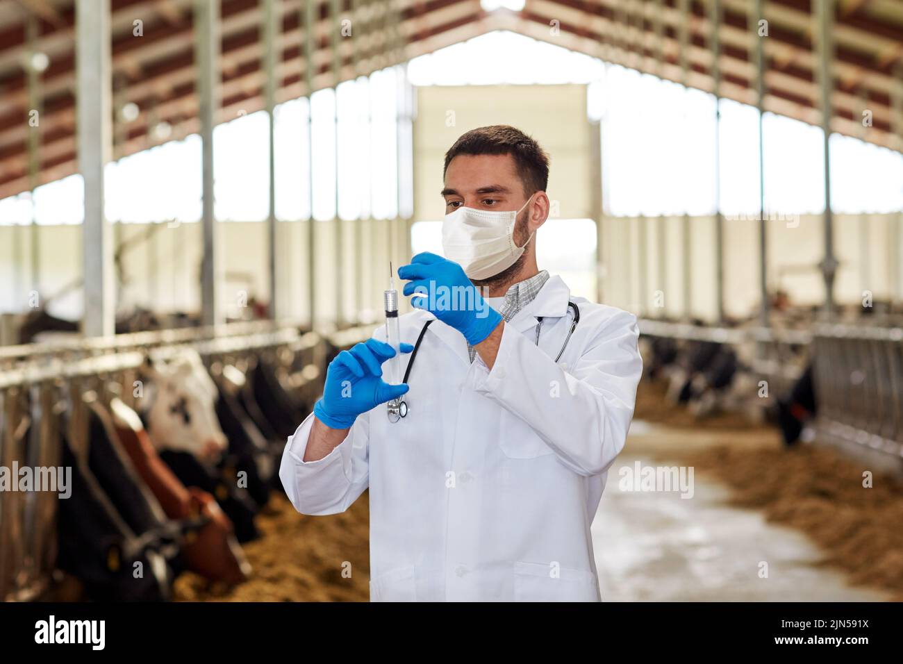 Tierarzt in Maske mit Spritze und Kühe auf dem Bauernhof Stockfoto