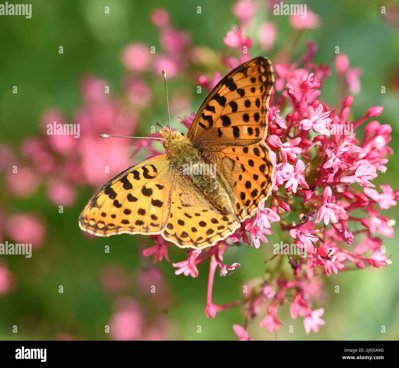 Perlmutterfalter, Speyeria gehoert zu den Edel- Schmetterlingen und sind Insekten mit großen Flügeln. Fritillär, Speyeria gehört zu den edlen aber Stockfoto