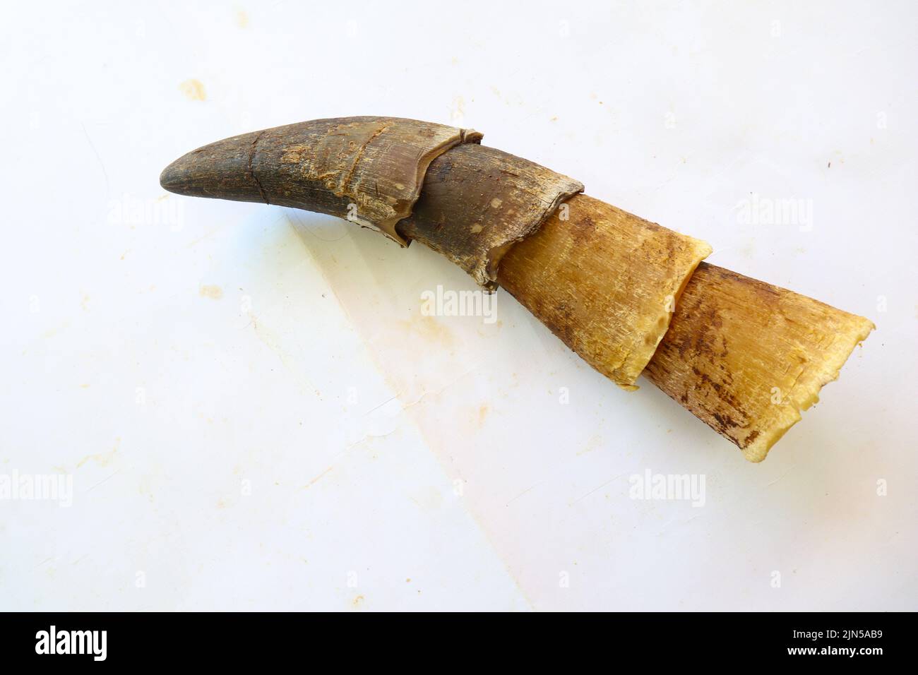 Kopf Kuh / Büffelschädel mit Hörnern auf weißem Backstein Hintergrund Stockfoto