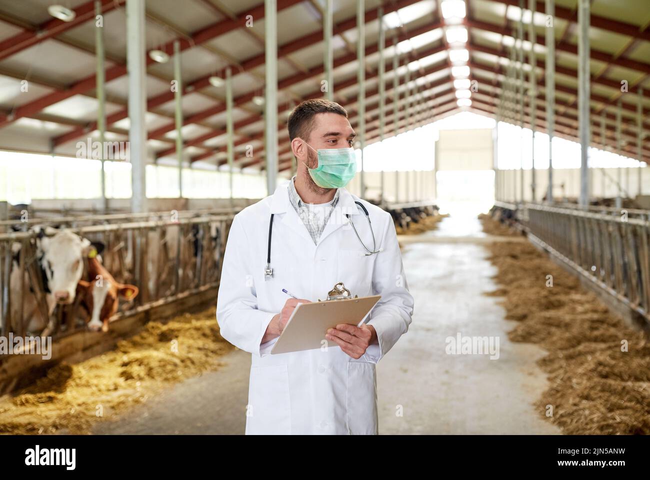 Tierarzt in Maske mit Kühen auf dem Milchviehbetrieb Stockfoto