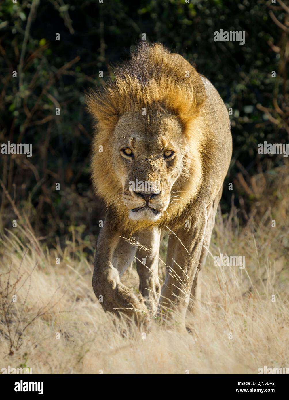 Das Porträt des Löwen (Panthera leo) geht in Richtung Kamera. Unscharfer Hintergrund. Chobe-Nationalpark, Botsuana, Afrika Stockfoto