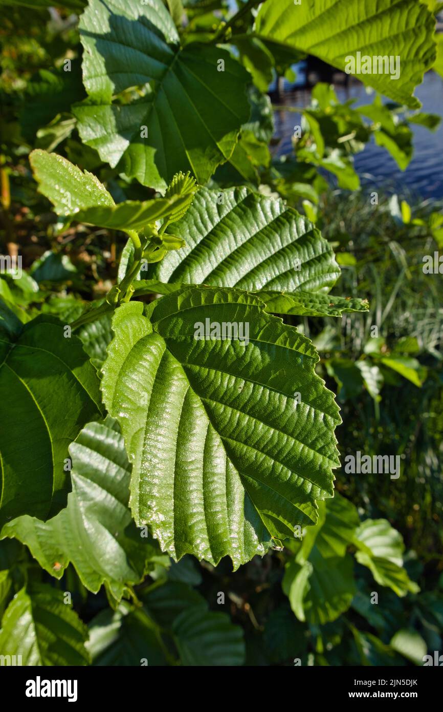 Frische grüne Erlenblätter Stockfoto